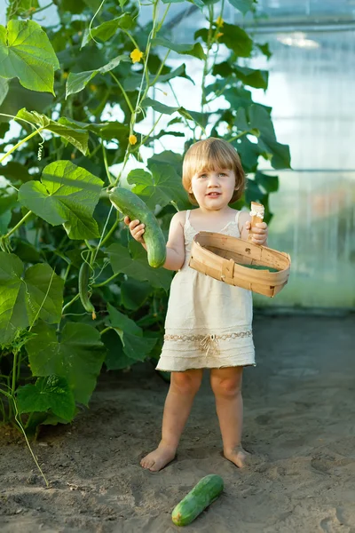 Child picking cucumbers in hothouse — Stock Photo, Image