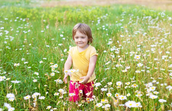 Niño de dos años en el prado — Foto de Stock