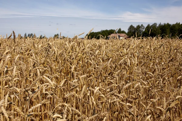 Buğday alanı arkaplanı — Stok fotoğraf