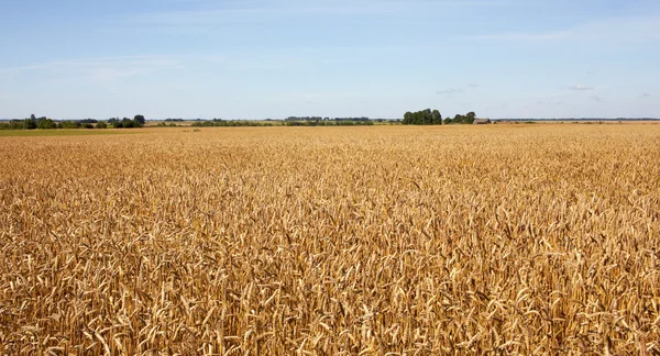 Harvest-2012. Wheat field background. — Stock Photo, Image