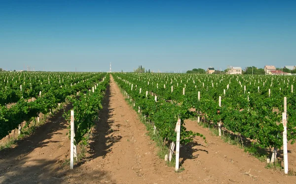 stock image Vineyard against sky