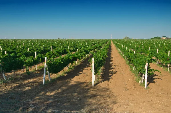 stock image Vineyard against blue sky