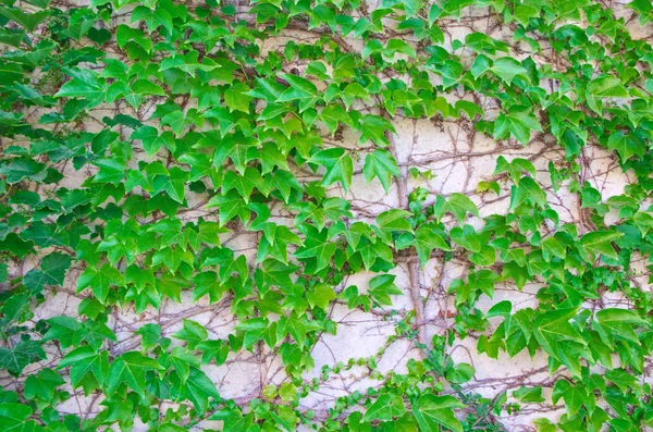 stock image Wall covered with ivy