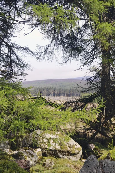 Modrzewiowym lesie w góry wicklow — Zdjęcie stockowe