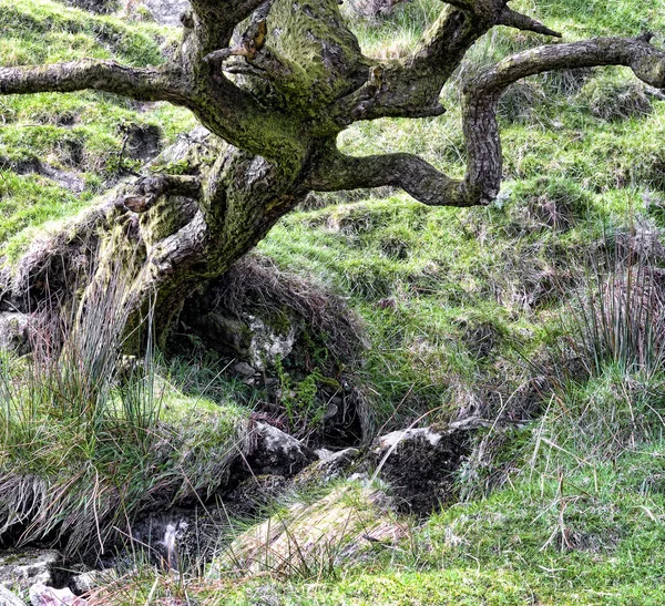 Albero curvo a valle di montagne — Foto Stock