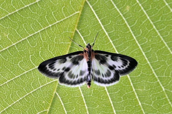 Πεταλούδα στο πράσινο φύλλο — Φωτογραφία Αρχείου