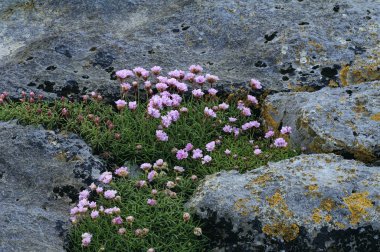 tasarruf veya deniz pembe - Armiria maritima