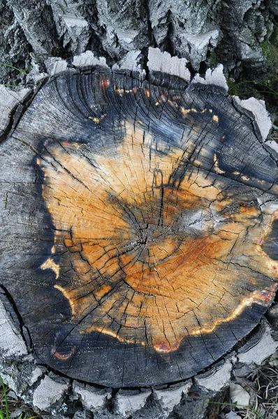 Topo de árbol de Aspen de cerca — Foto de Stock