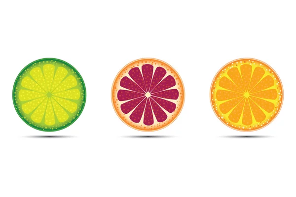 Citrus fruits — Stock Vector