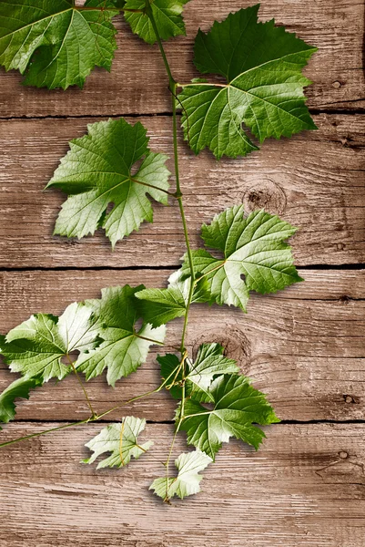 Виноградного листя — стокове фото