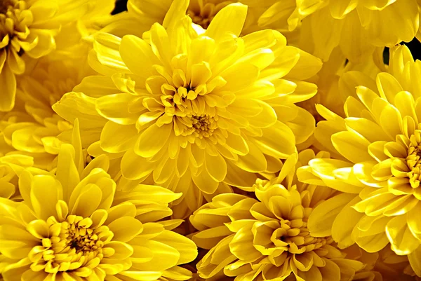 stock image Yellow flowers