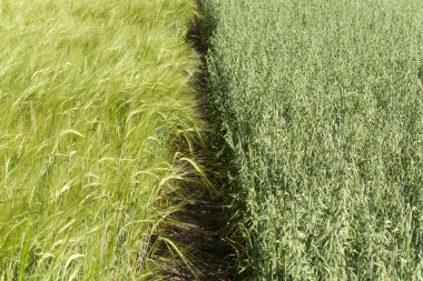 Boundary between the wheat and oat fields clipart