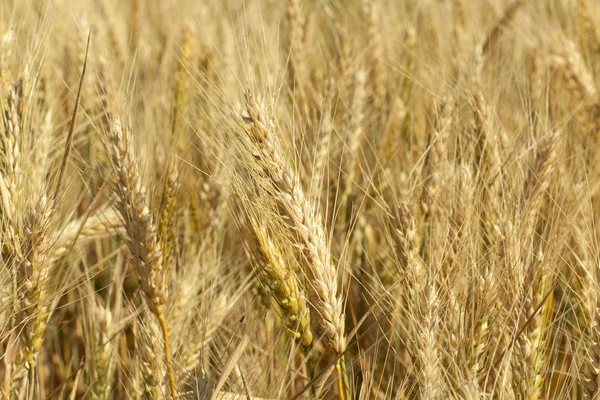 Ripened winter wheat — Stock Photo, Image