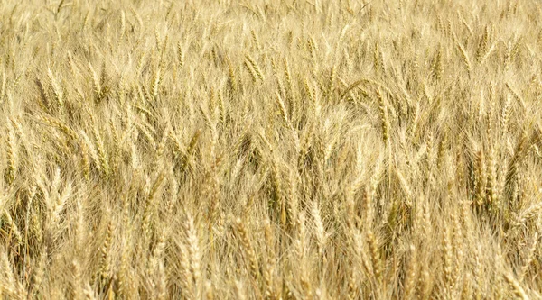Zrání uši pšenice — Stock fotografie