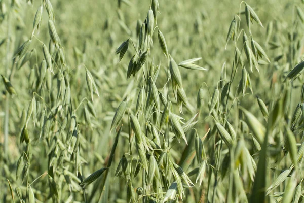 With growing field of oats — Stock Photo, Image