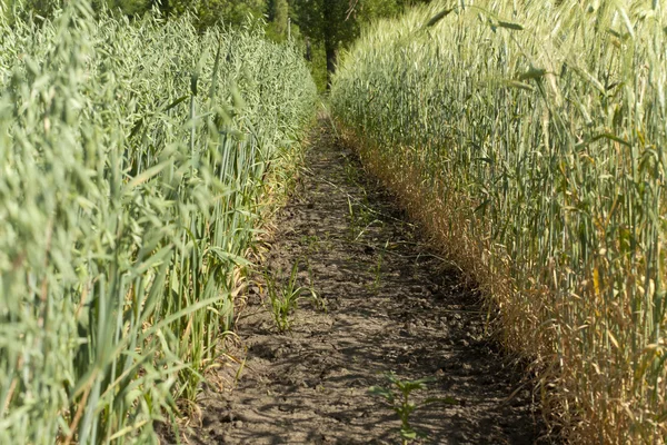 Hranice mezi poli pšenice a ovsa — Stock fotografie