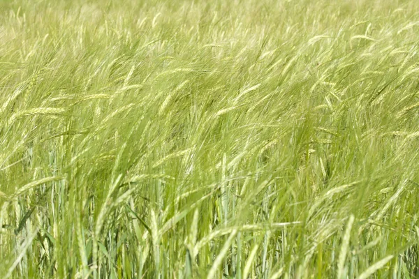 Maturazione delle spighe di grano — Foto Stock