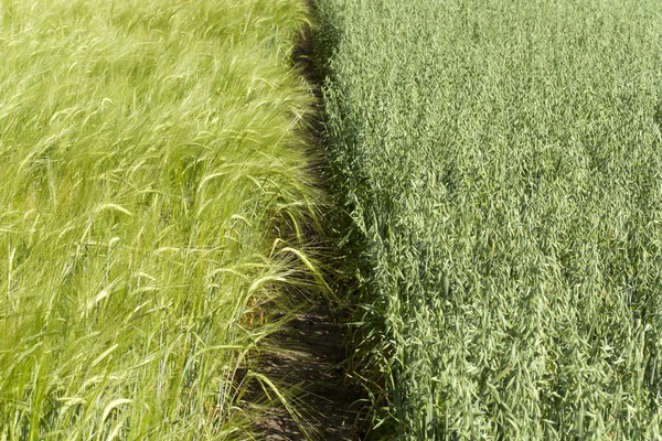 Boundary between the wheat and oat fields — Stock Photo, Image