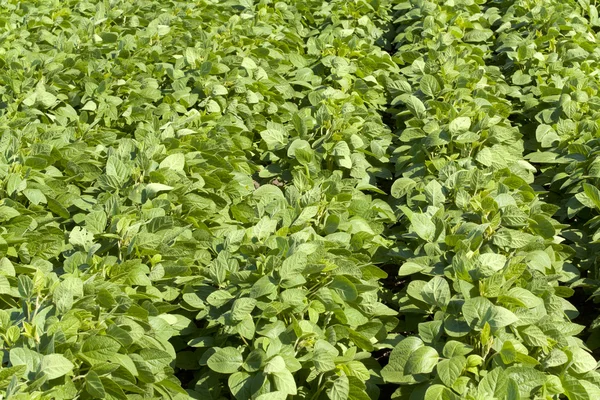 Field with increasing soy — Stock Photo, Image