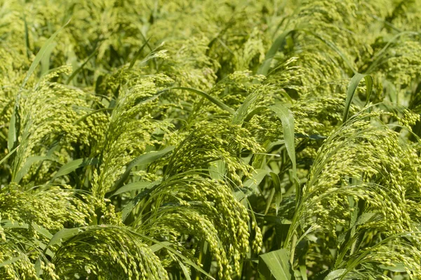 Proso pole kukurydzy — Zdjęcie stockowe