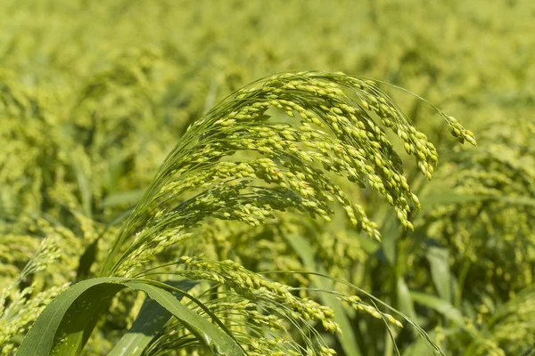 Field corn millet — Stock Photo, Image