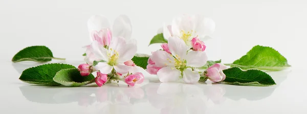 Schöne Apfelblüte — Stockfoto