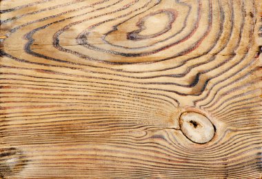 Wooden texture of a tree clipart