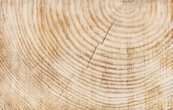 Wooden texture of a tree trunk — Stock Photo, Image