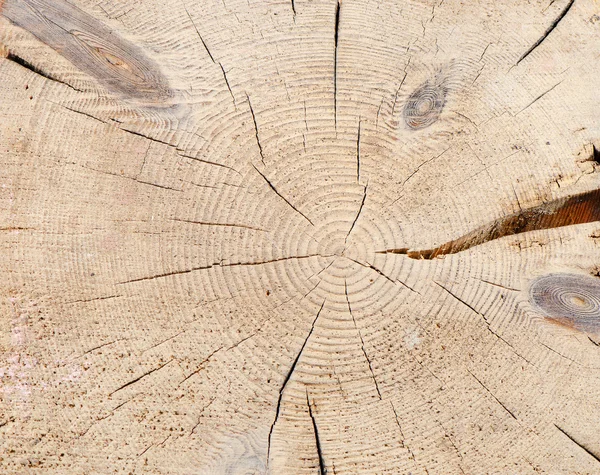 Wooden texture of a tree — Stock Photo, Image