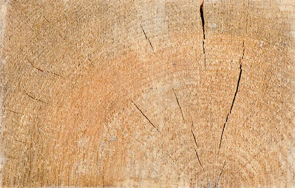 Wooden texture of a tree — Stock Photo, Image