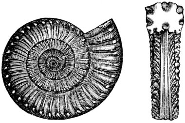 Ammonites bucklandi clipart