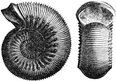 Ammonites humpheriesianus clipart