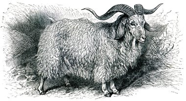 Angora goat - Capra angorensis clipart