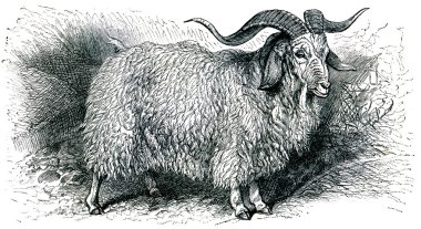Angora goat - Capra angorensis