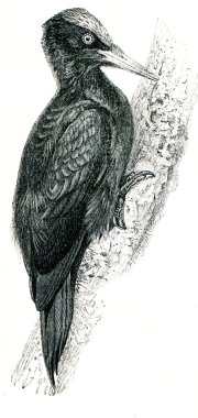 Kara ağaçkakan - dryocopus martius