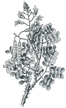 Gray nicker (Caesalpinia crista) clipart