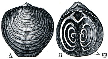 Kambriyen ve Silüriyen sistemleri fosil organizmalar - brachiopod atyp