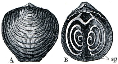 Cambrian and Silurian systems fossil organisms - Brachiopod Atyp clipart