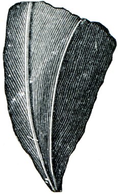 mercan streptelasma europenium