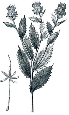 Safflower (Carthamus tinctorius) clipart