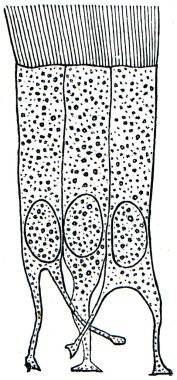 Cells of ciliated epithelium clipart