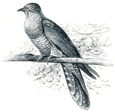 Common Cuckoo - Cuculus canorus clipart