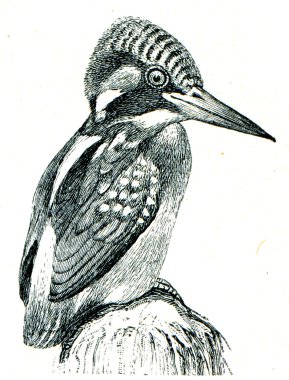 ortak kingfisher - alcedo şuna