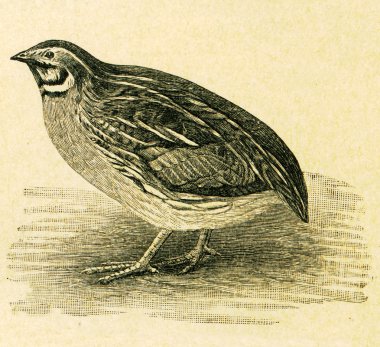 Common Quail - Coturnix coturnix clipart