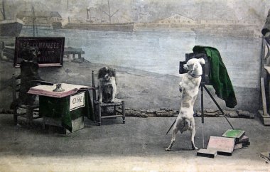 Dog's photography clipart