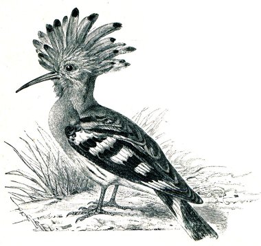 Hoopoe - Upupa epops clipart