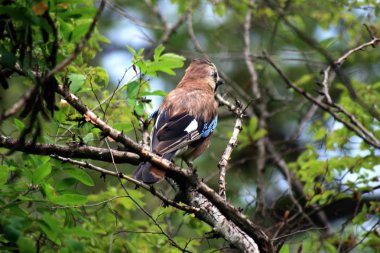 Bayağı alakarga - garrulus glandarius