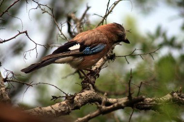 Bayağı alakarga - garrulus glandarius