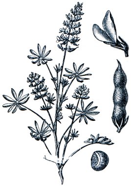 Forage plants - serie of ilustration from the encyclopedia publi clipart