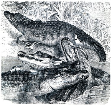 Illustration from the encyclopedia publishers 